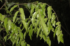 Hopea parviflora